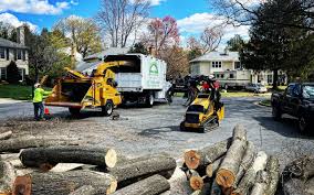 Trusted Sand Lake, MI Tree Care Services Experts